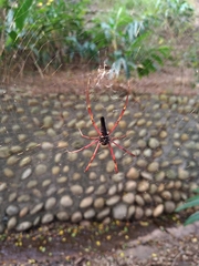Nephila