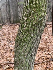 Sassafras albidum