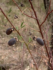 Gompholobium latifolium