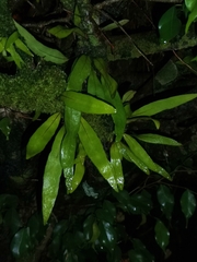 Arthropteris tenella