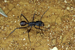 Rhytidoponera taurus