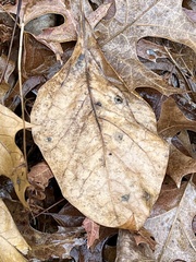 Sassafras albidum