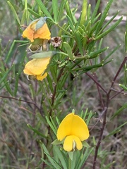 Gompholobium latifolium