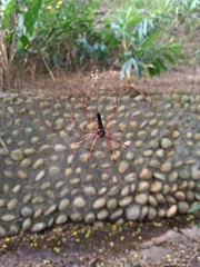 Nephila