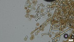 Botryobasidium