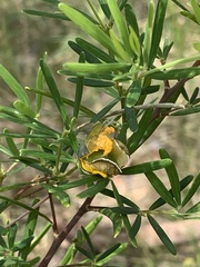 Gompholobium latifolium