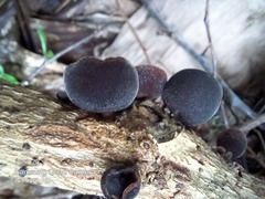 Auricularia nigricans