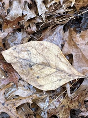 Sassafras albidum