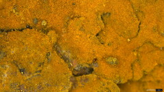 Botryobasidium