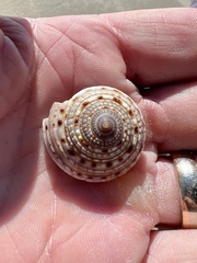 Architectonica nobilis
