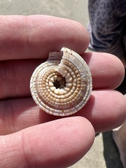 Architectonica nobilis
