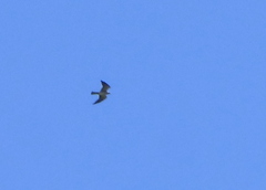 Ictinia mississippiensis