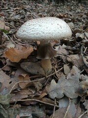 Agaricus moelleri