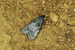 Nola pleurosema