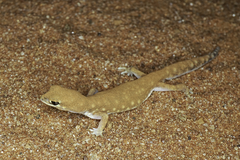 Diplodactylidae