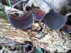 Auricularia nigricans