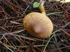 Cortinarius croceus