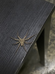 Heteropoda