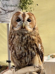 Strix