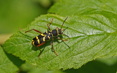 Clytus arietis