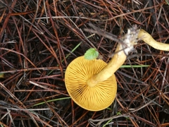 Cortinarius croceus