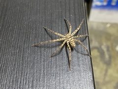 Heteropoda