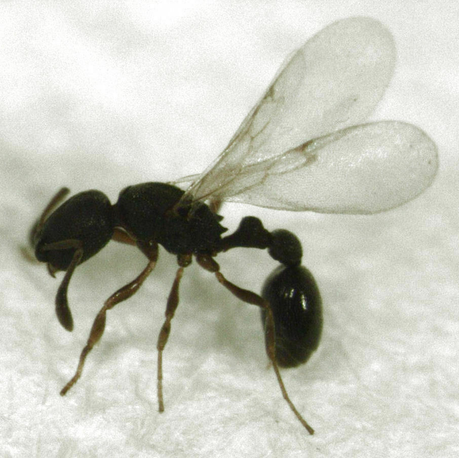 Lesser Sneaking Ant (Hymenoptera of the British Indian Ocean Territory) · iNaturalist