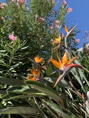 Strelitzia reginae reginae