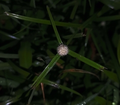 Cyperus mindorensis