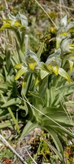 Chloraea magellanica