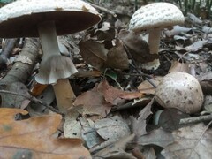 Agaricus moelleri