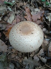 Agaricus moelleri