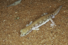Rhynchoedura