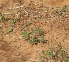 Lupinus palaestinus