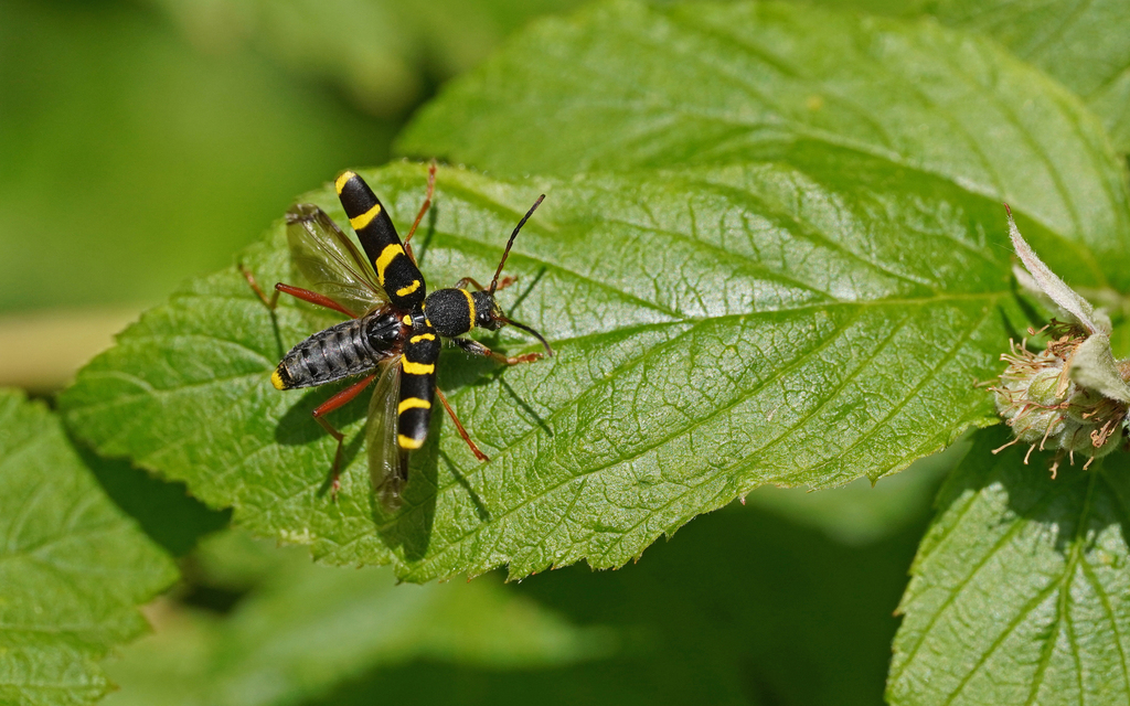 Wasp beetle (Clytus arietis)