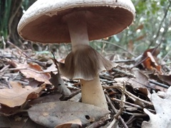 Agaricus moelleri