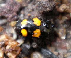 Glischrochilus grandis