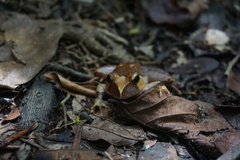 Platyplectrum melanopyga