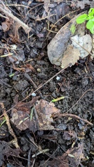 Agaricales