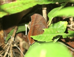 Thaumantis noureddin