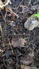 Agaricales