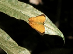 Cirrochroa malaya