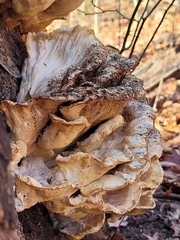 Laetiporus sulphureus