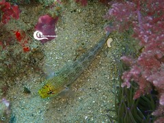 Gobius xanthocephalus