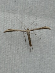 Pterophoridae