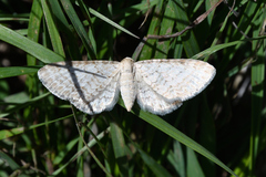 Eupithecia cretaceata