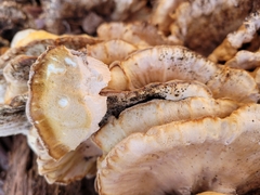 Laetiporus sulphureus