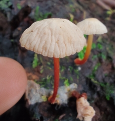 Mycetinis scorodonius