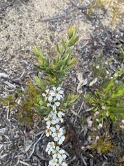 Leptospermum