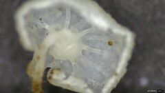 Agaricales